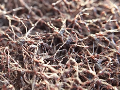 Нетканые абразивные материалы. Область применения Нетканые абразивные материалы. Область применения